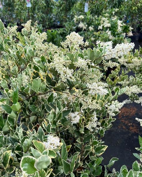 blackjack plant|jack frost plant.